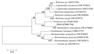 系统发育树(Phylogenetic tree)的相关记录-友沃可