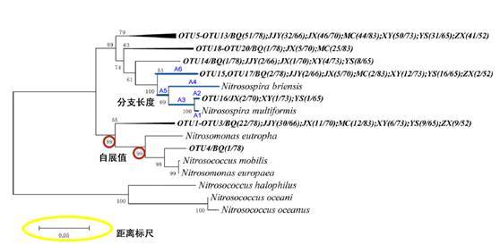 图片[5]-系统发育树（Phylogenetic tree）的相关记录-友沃可