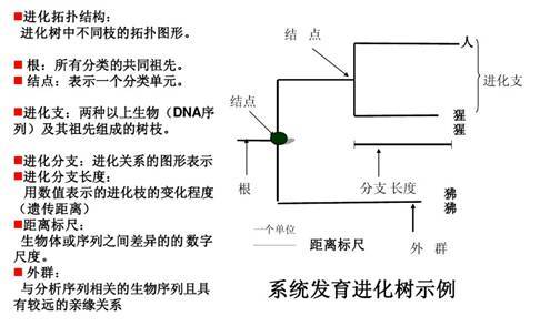 图片[4]-系统发育树（Phylogenetic tree）的相关记录-友沃可